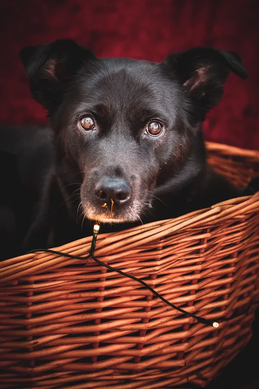 Maya