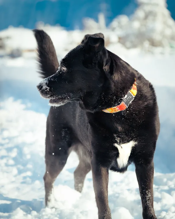 Maya
